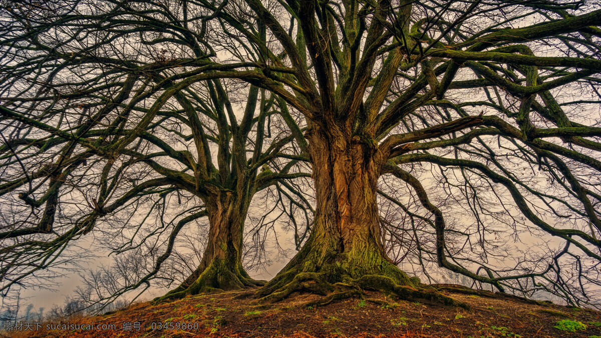 古老的树 古风树 经典的树 树 树木 大型树木 高清树木图 高清古老树 图片摄影类 自然景观 自然风景