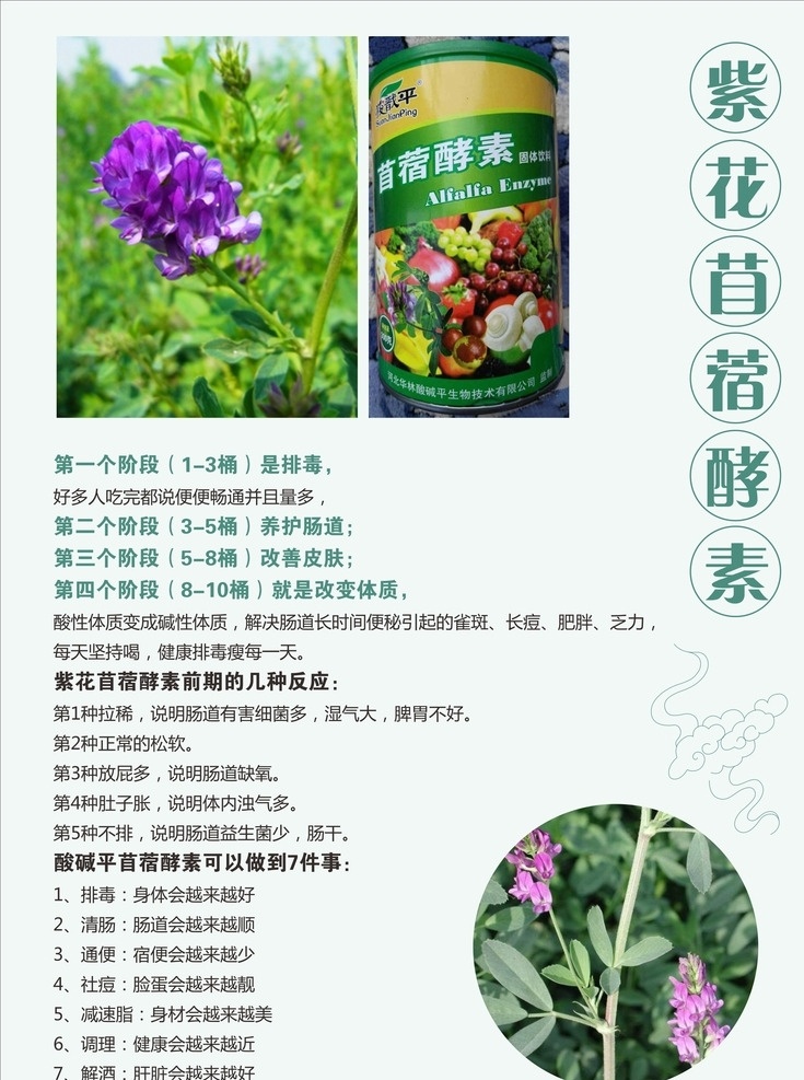 紫花 紫花苜蓿酵素 养生 生物电 理疗 生物电理疗 养生理疗 海报 广告 养生广告 养生海报