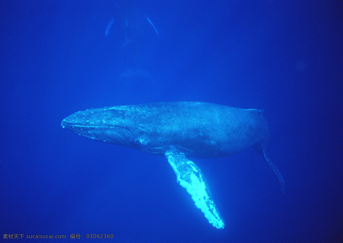 大海 鲸鱼 动物世界 海底生活 海面 水中生物 生物世界