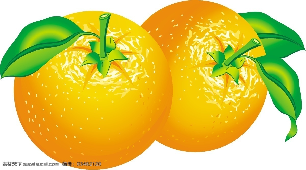 矢量橘子 橘子 桔子 橙子 矢量橙子 矢量水果 共享各类素材 包装设计