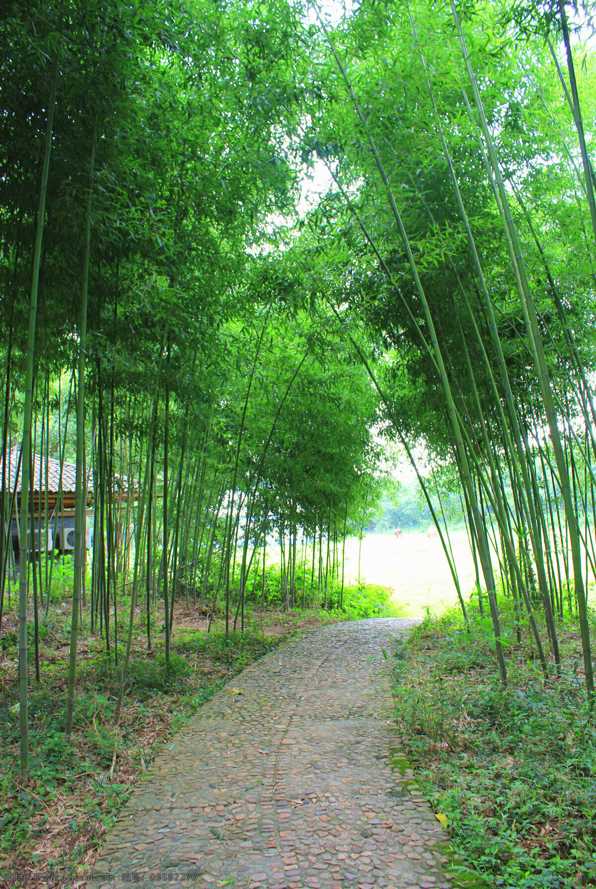 竹子 竹林 双溪漂流竹林 自然美景 自然环保 竹海 笔杆 绿竹 雅竹 竹 竹林深处 生物世界 树木树叶