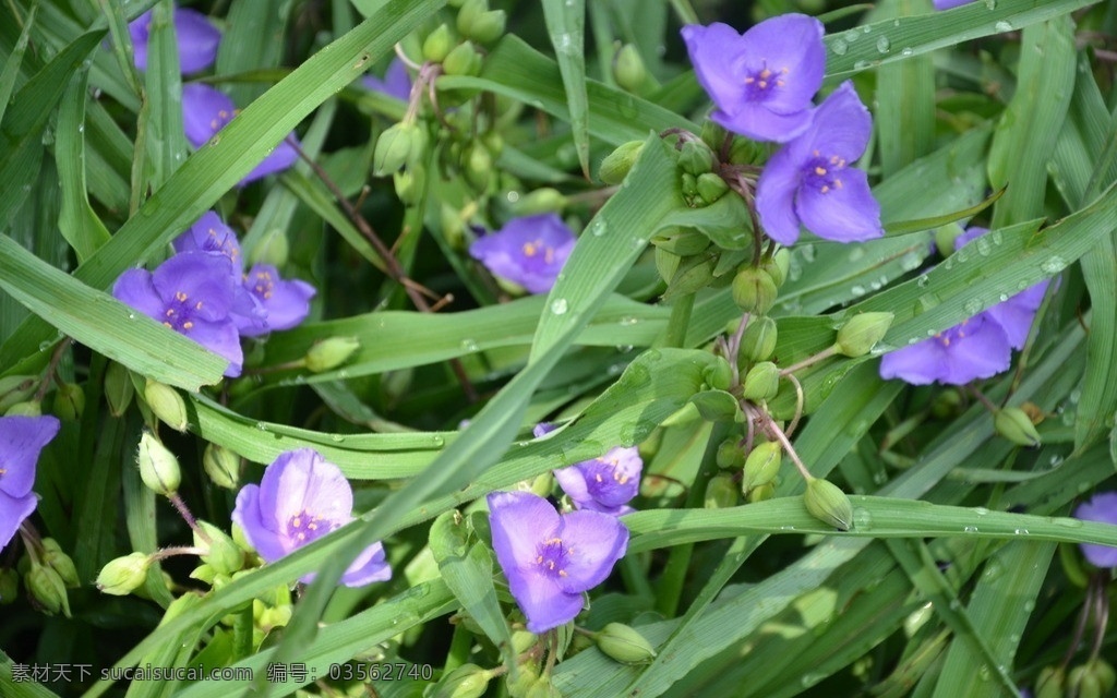 白芨 花卉 双肾草 紫兰 总状花序 顶生 花紫红色 花卉系列 花草 生物世界