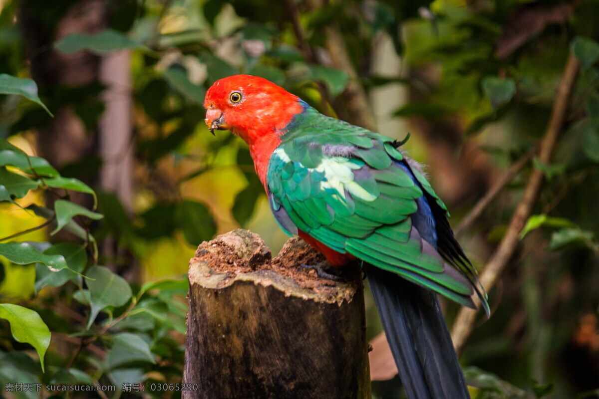 澳洲国王鹦鹉 鹦鹉图片 鹦鹉 观赏鸟 宠物鸟 澳洲王鹦鹉