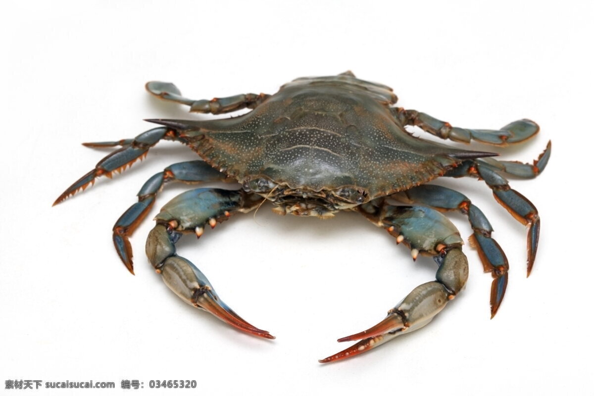 螃蟹 海蟹 青蟹 蟹脚 蟹壳 海鲜 海产品 蟹 爬行动物 海洋生物 动物世界 生物世界