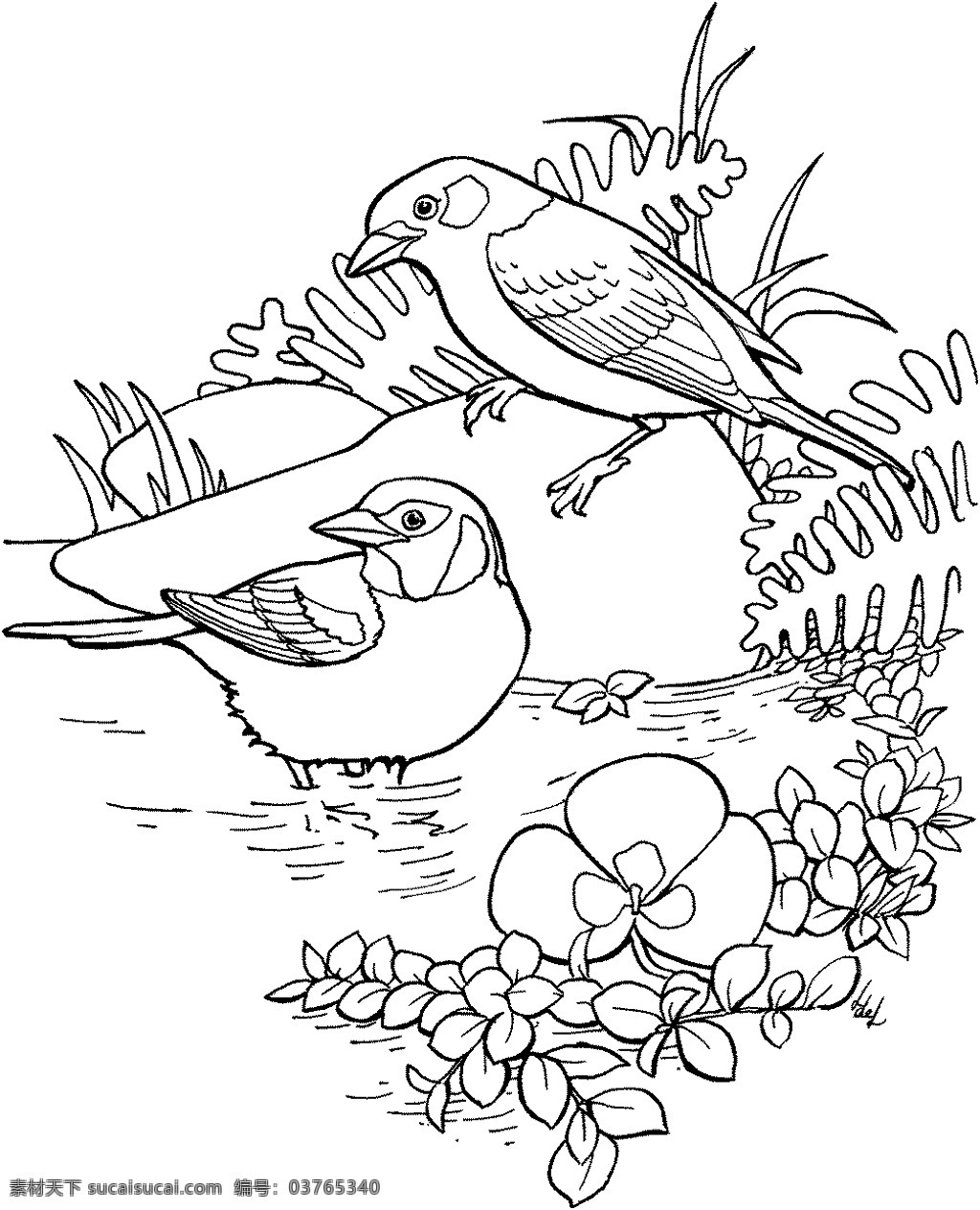 鸟类素描 动物素描 动物手绘画 设计素材 动物专辑 素描速写 书画美术 白色