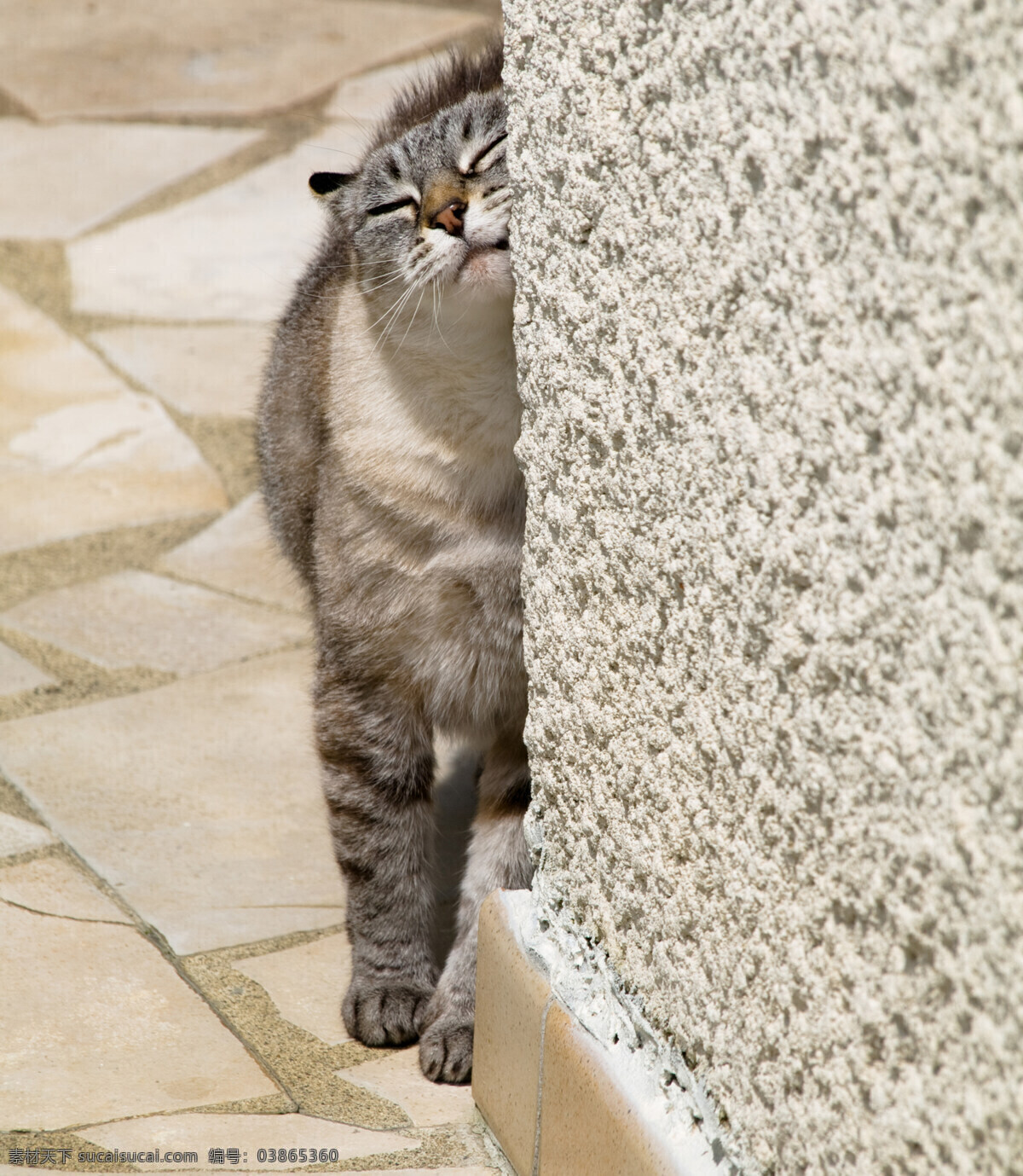 可爱 小猫 可爱小猫图片 小猫图片 猫咪 猫 cats 小猫图片大全 小动物 宠物 猫摄影图片 生物世界 高清图片 猫咪图片