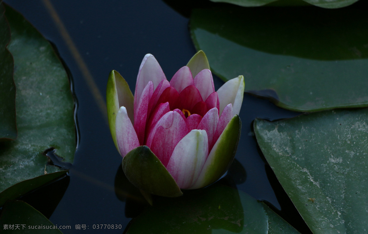 唯美 莲花 高清 花卉 花草 花瓣 花 植物