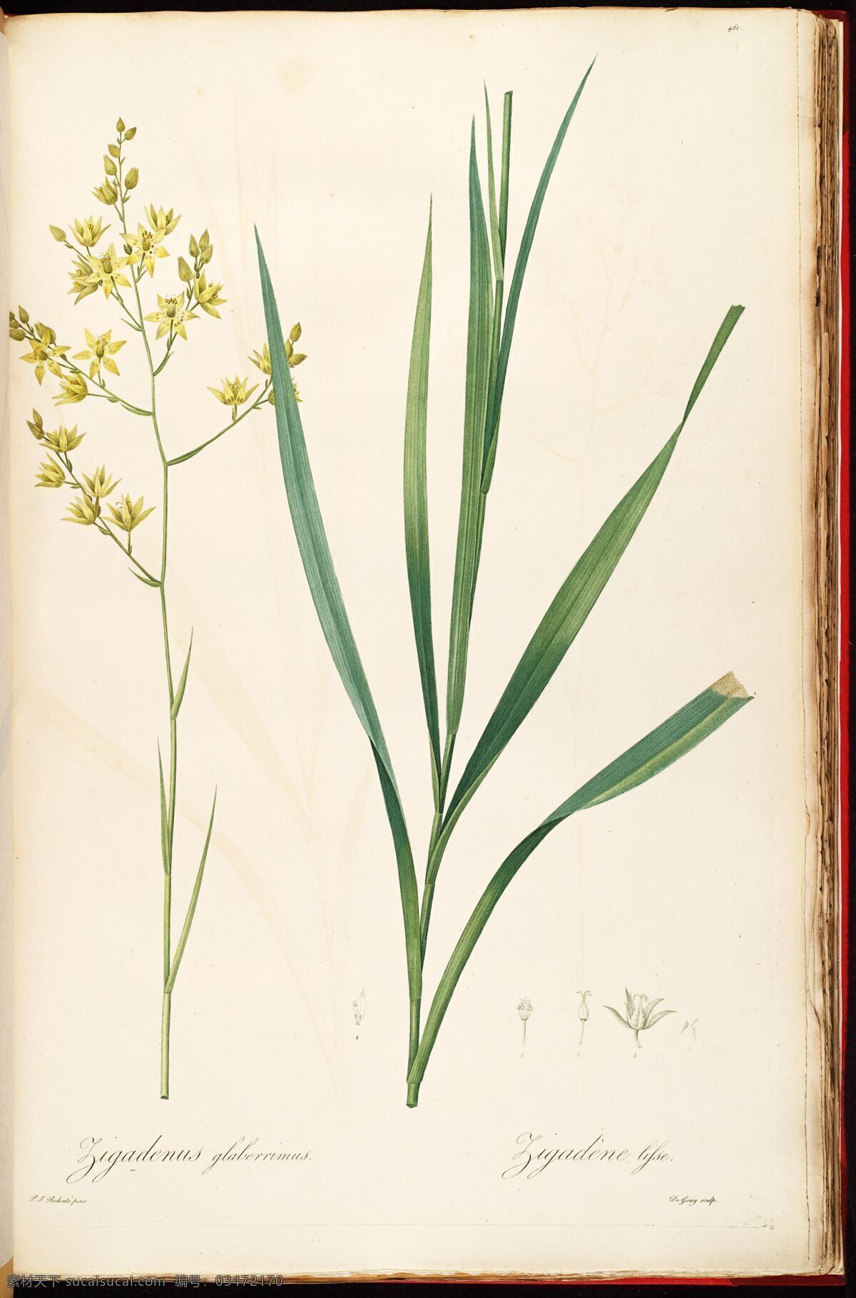 皮埃尔 约瑟夫 雷杜德 植物图 redoute choix des plus belles fleurs 手绘兰花 植物图谱 装饰画 无框画 手绘插画 花卉 蝴蝶 鲜花 手绘花纹 精美花纹 兰花贴图 简洁 移门设计 彩色花朵 手绘设计 手绘花朵 花纹素材 生物世界 花草