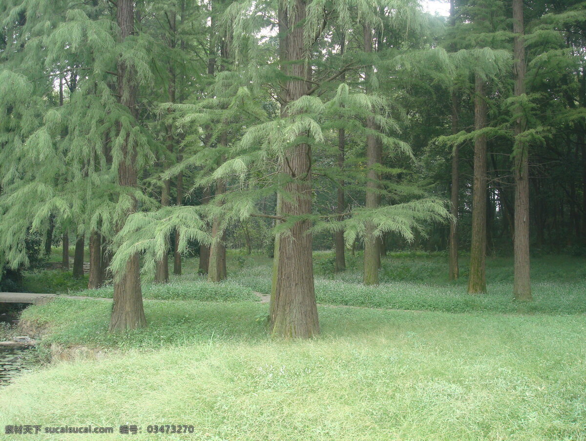 水杉树 杉树 水杉 公园 绿色 自然 风景 植物 草坪 草地 树木树叶 生物世界