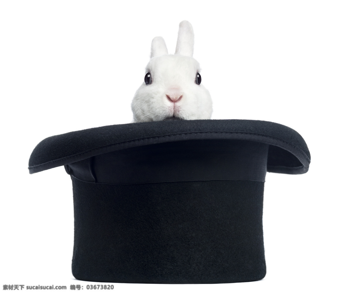 魔法师 帽子 里 兔子 魔术师 魔法 动物 其他艺术 文化艺术