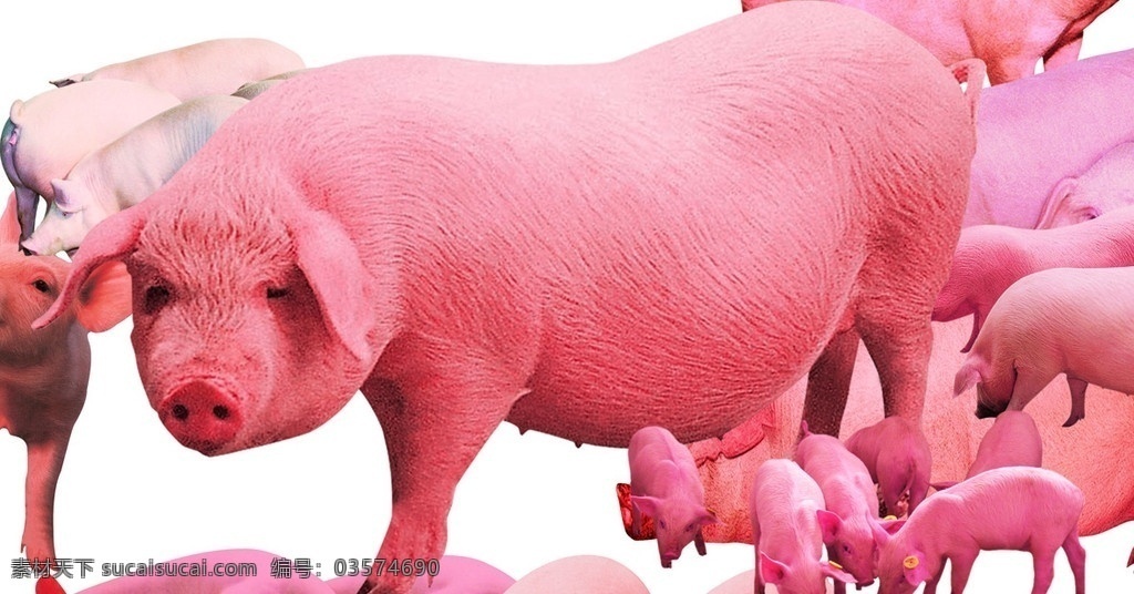 猪群 猪 动物 大猪 小猪 肥猪 老母猪 猪肉 火腿 家畜 分层 源文件