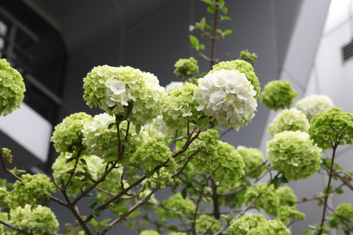 绣球 春天 花草 生物世界 特写 木本花 米白色花 矢量图 日常生活