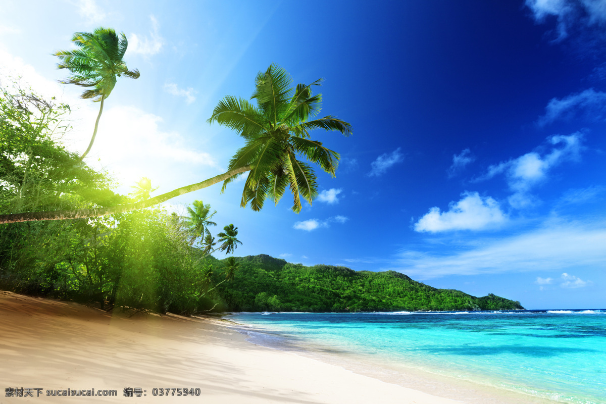 大海椰子树 大海 椰子树 沙滩 海洋 阳光 蓝天 白云 自然景观 山水风景