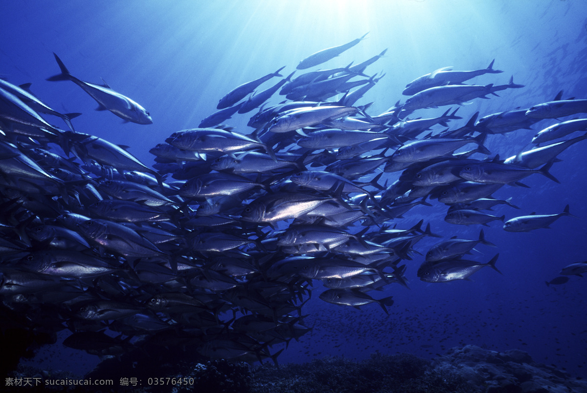 深海免费下载 安静 海胆 海底世界 海星 礁石 潜水员 珊瑚 深海 生物 水母 鱼群 探秘 鱼 生物世界