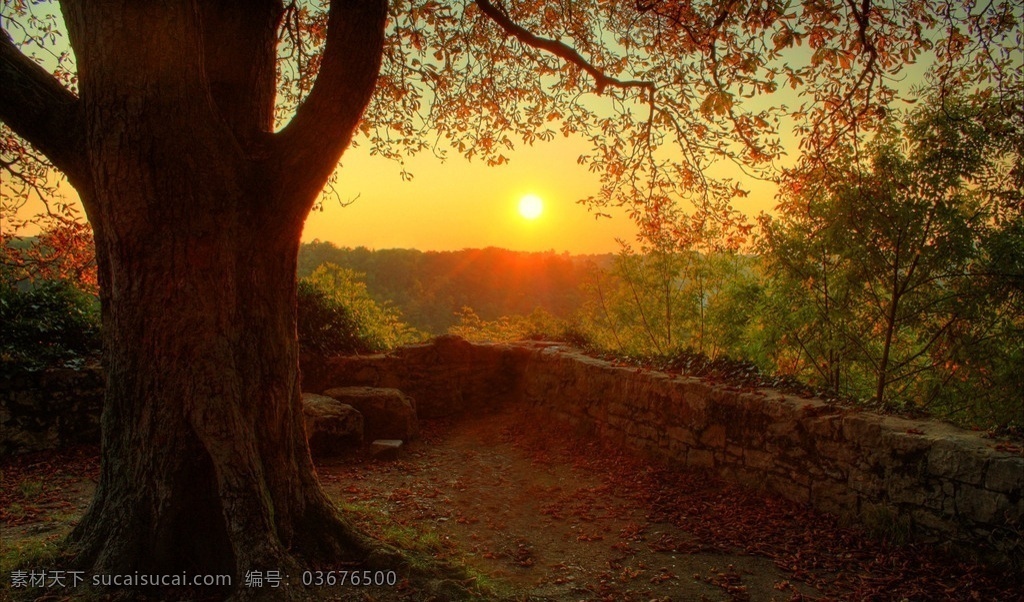 日落黄昏大树 风景 风光 自然 大自然 自然风光 自然风景 景色 唯美 景物 自然景色 森林 林子 树林 林木 丛林 野外 郊外 山野 大树 树干 树木 花草树木 秋天 落叶 金黄 树叶 叶子 金秋 秋色 黄叶 金黄落叶 夕阳 黄昏 傍晚 日落 斜阳 晚霞 红云 红日 云彩 天空 太阳 朝阳 日出 日出东方 树头 自然景观