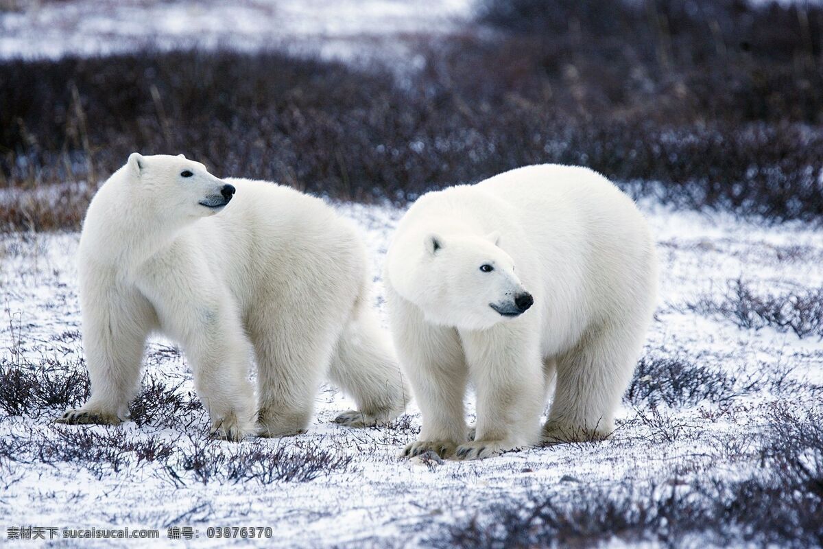 北极熊 白色 雪地 可爱 背景 壁纸 动物 生物世界 野生动物