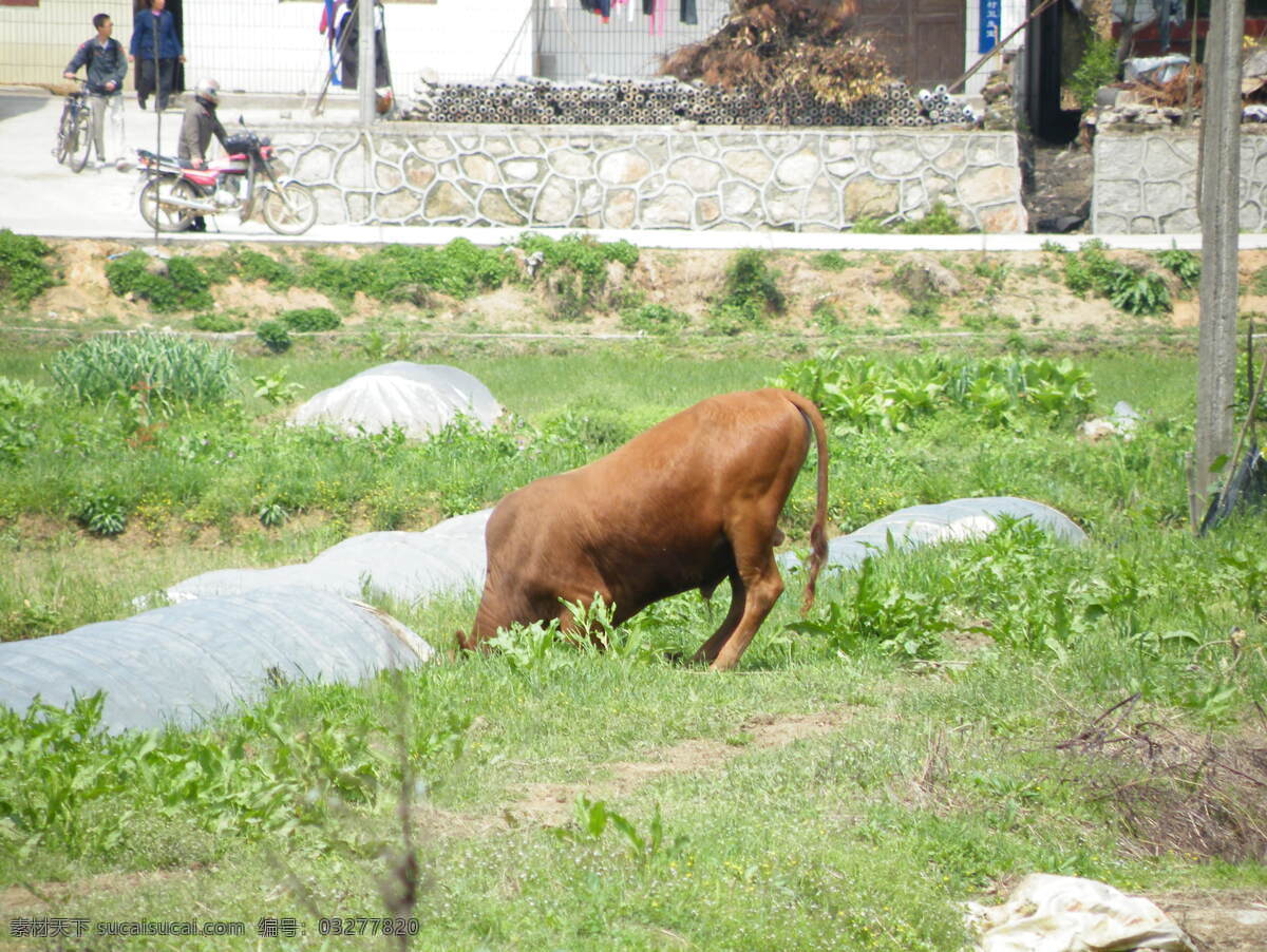 春季 春色 动物 耕牛 户外 黄牛 家禽家畜 家畜 田间野趣 生物 乡间 乡下 田地 田头 牛 寻食 菜丛 绿意 田园 寻觅 生物世界