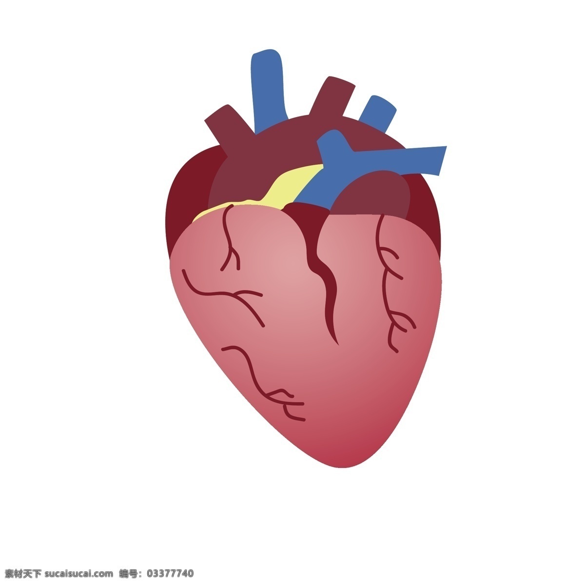 心脏 人体 器官 矢量 心脏器官 卡通 卡通的心脏 人体的 人体的器官 卡通人体器官 卡通的器官