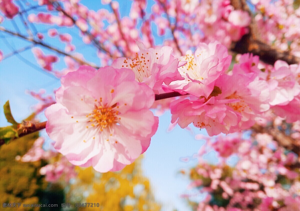 桃花摄影 花卉 桃花 花朵 花 春天