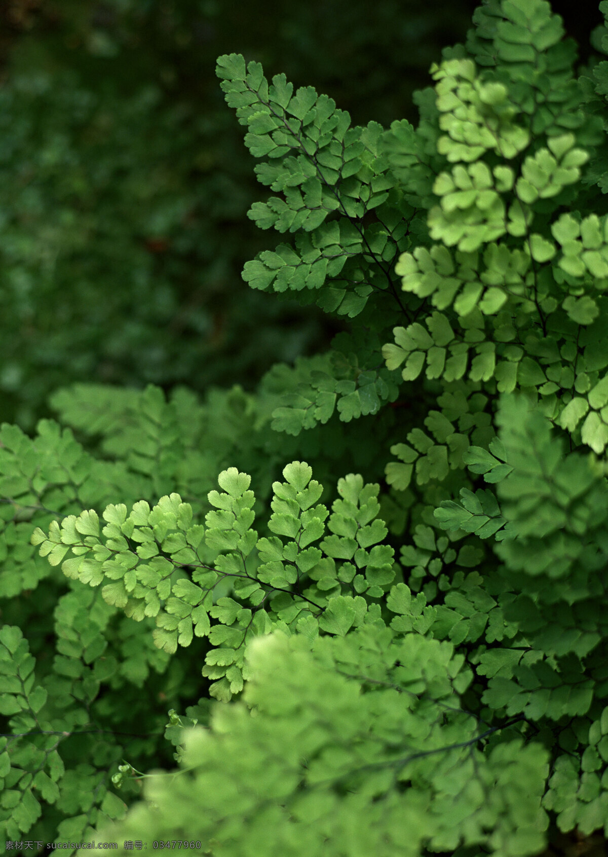 青翠 蕨 草 青翠的蕨草 蕨草 绿草 野草 园林 园艺 生物世界 花草