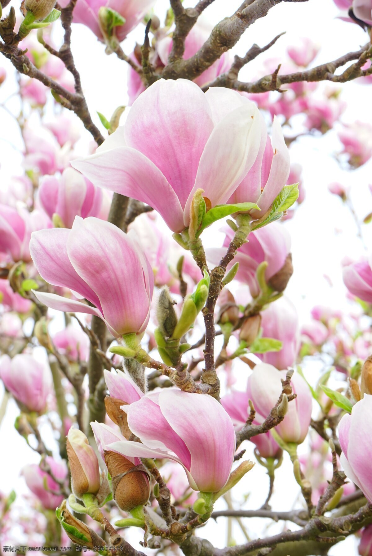 粉红色 观赏植物 玉兰 玉兰花 鲜花 白 白色