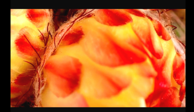 鲜花盛开视频 mov 多媒体设计 视频素材 源文件 花朵视频素材 花草 树木 视频 鲜花视频 花草视频 花草视频素材 植物视频素材 实拍视频