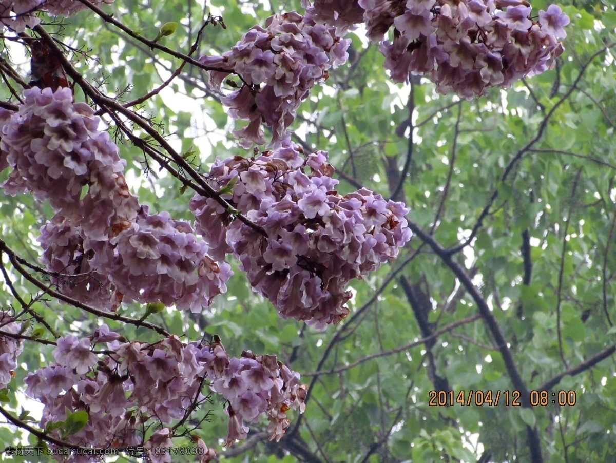 梧桐花 花朵 梧桐树 花朵摄影 花 花草 生物世界