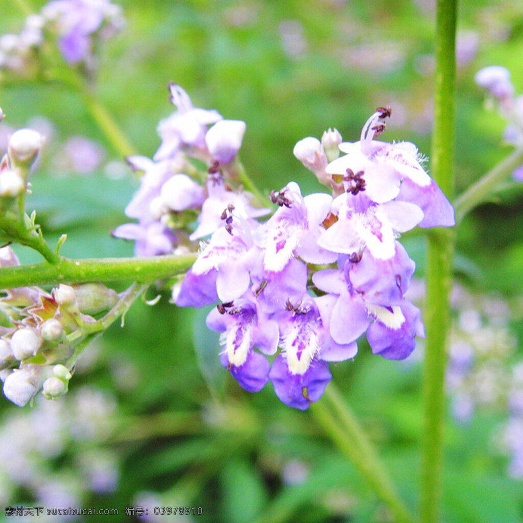 植物 花卉 主 图 背景 紫色 花朵 绿色