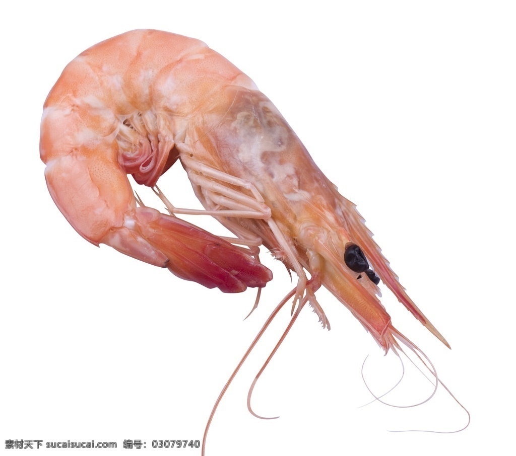 海虾 烘干虾 海鲜 海产品 食物原料 餐饮美食