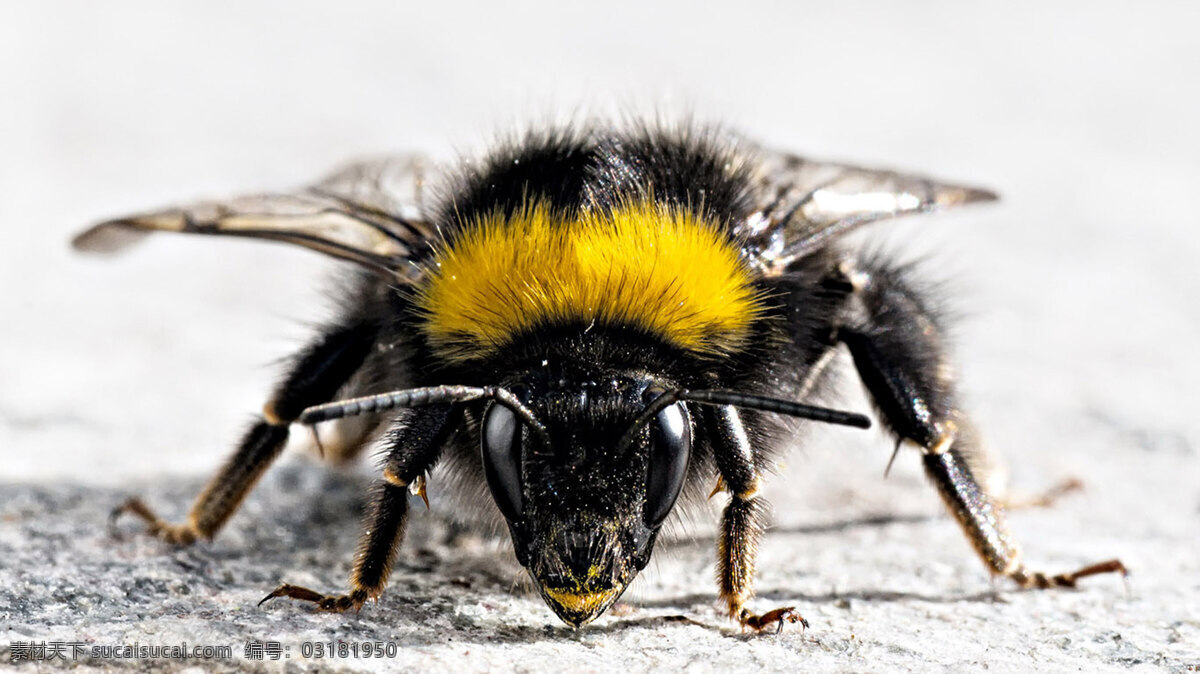 蜜蜂 昆虫 生物世界 蜜蜂特写 高清蜜蜂 蜜蜂头 一只蜜蜂