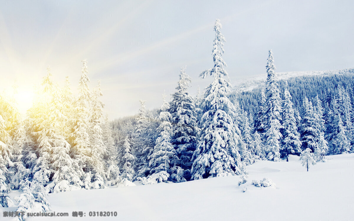 唯美 雪松 风景 高清 冬季 雪景 雪地 雪花 积雪