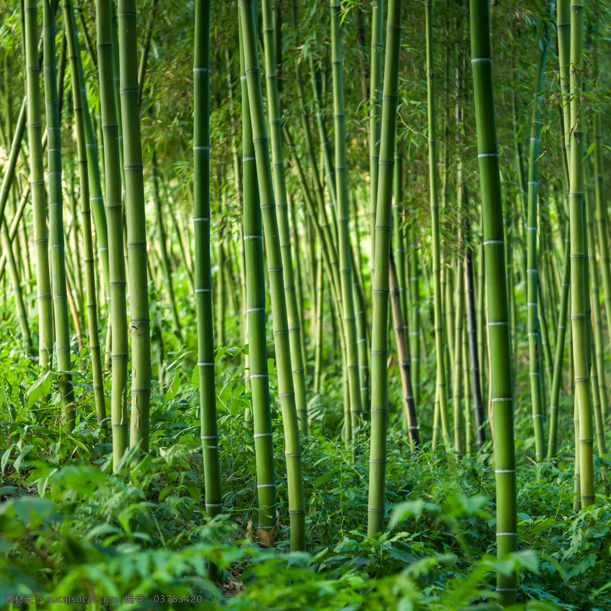 竹林 竹子 翠竹 绿竹 绿色背景 竹子背景 竹子特写 竹叶 树木树叶 生物世界