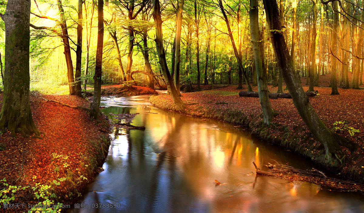 秋季 自然风光 背景 小溪 河流 树林 秋天 秋季背景 自然风景 自然景观 黑色