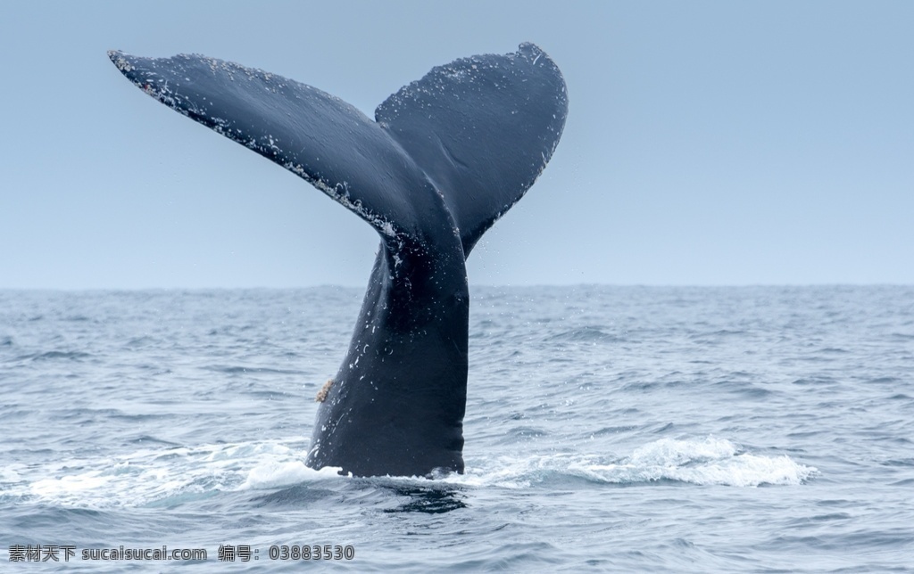 鲸鱼 鲸 幼鲸 蓝鲸 白鲸 海洋生物 大自然 野生动物 动物 跳跃 海洋 遨游 动物表演 大海