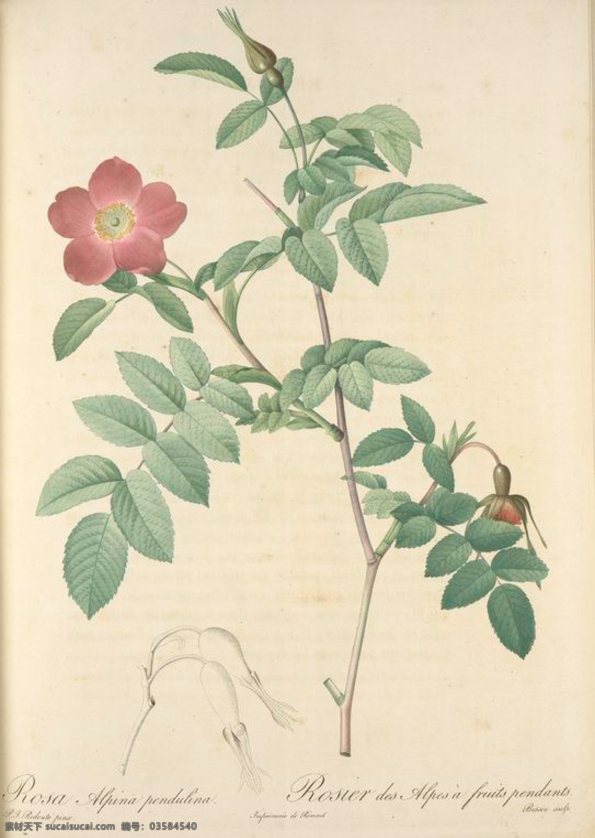 复古 油画 花朵 花 花卉 玫瑰 艺术名画 植物图 文化艺术
