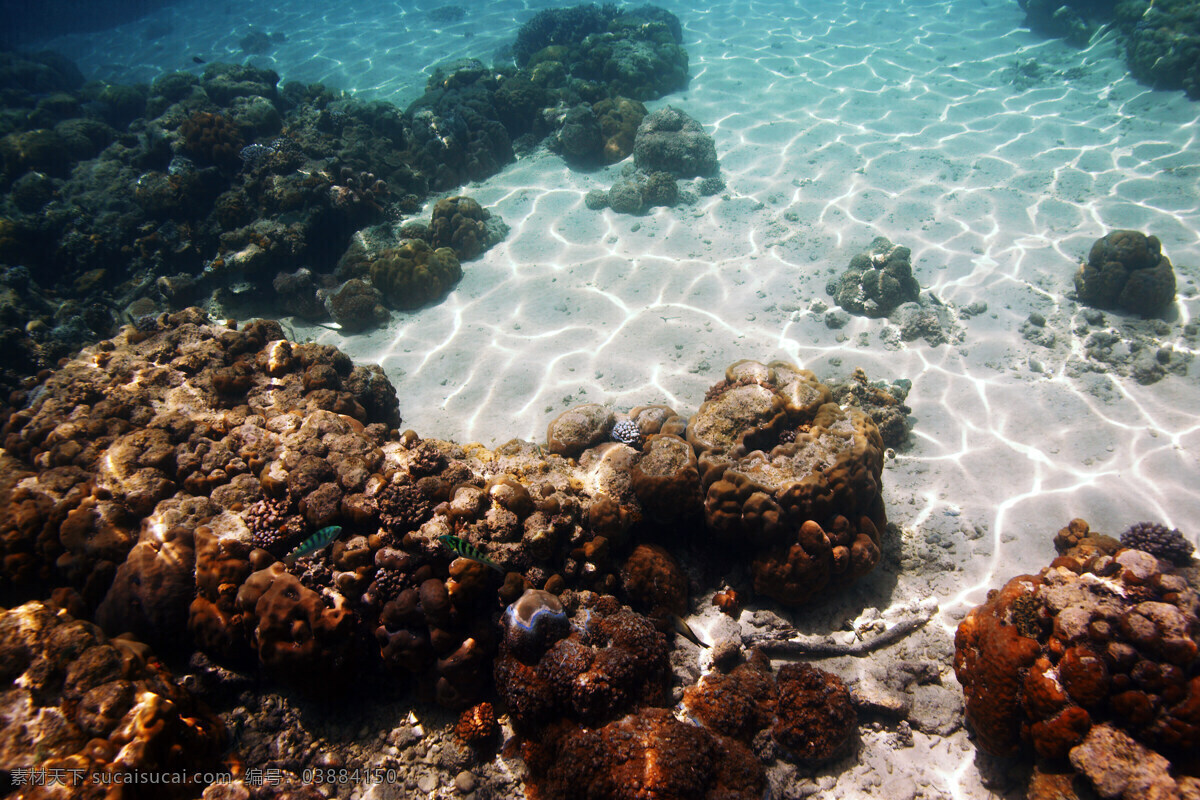 水中的珊瑚 海水 珊瑚 岩石 阳光
