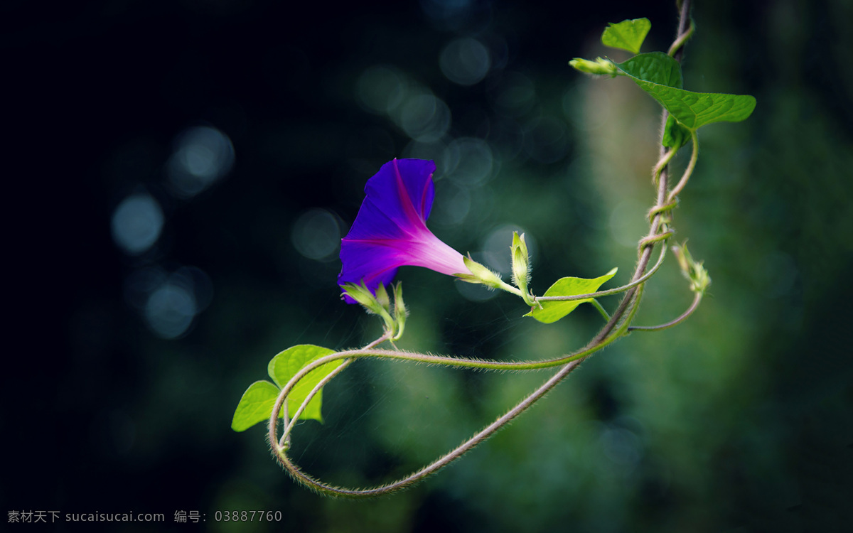 牵牛花 清新 唯美 小清新 花朵 花儿鲜花 花卉 野花 紫色花朵 红色花朵 黄色花朵 白色花朵 蓝色华东 橙色花朵 高清 壁纸 背景 个性 美丽 自然 绿色 清新花卉 朦胧 朦胧花朵 插花 花艺 喇叭花 牵牛花儿 生物世界 花草