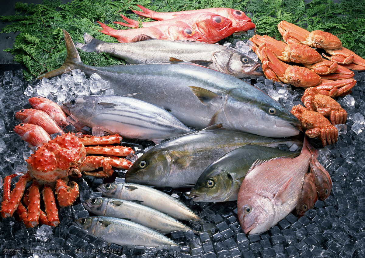 海鲜 海鱼 鱼类 游水海鲜 海鲜食材 海洋生物 新鲜海鲜 海鲜素材 海洋资源 食物原料 餐饮美食 摄影图库 摄影图片 高清图片 印刷图片