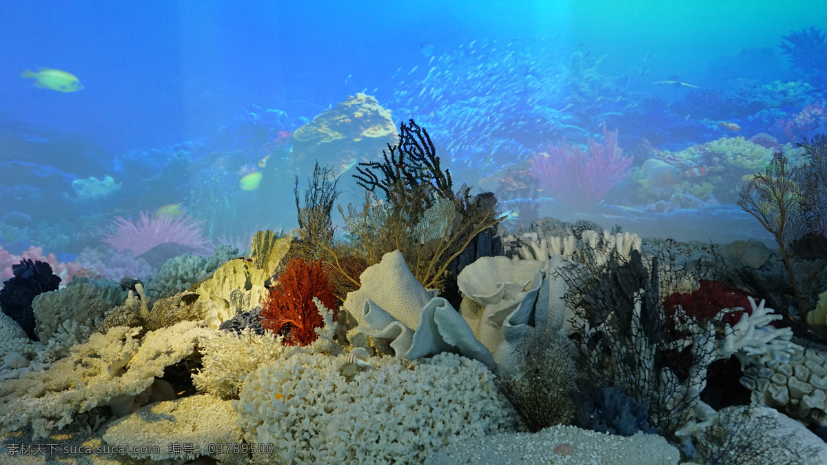 海底岛礁 珊瑚 海底 珊瑚岛 海洋 海底世界 生物世界 海洋生物