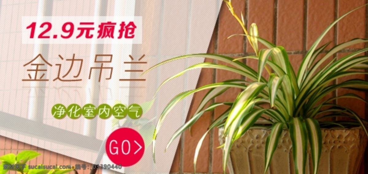 金边吊兰 兰花 促销 植物 花卉 净化空气 广告 网页 banner 中文模版 网页模板 源文件