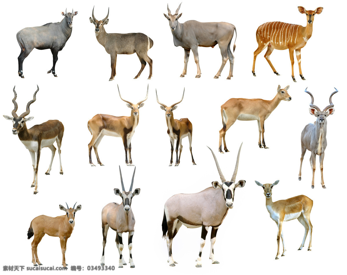 犄角 野生动物 鹿 羊 动物 陆地动物 生物世界
