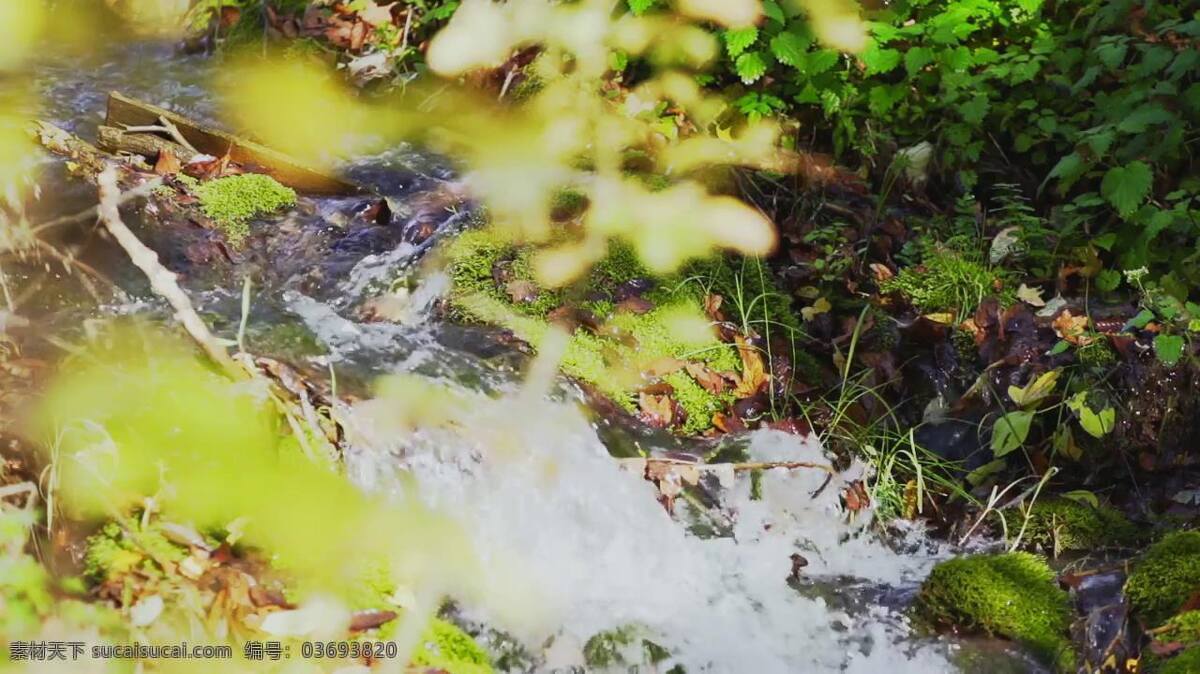 缓慢 流动 溪水 视频 小溪 流水 水流 溪流