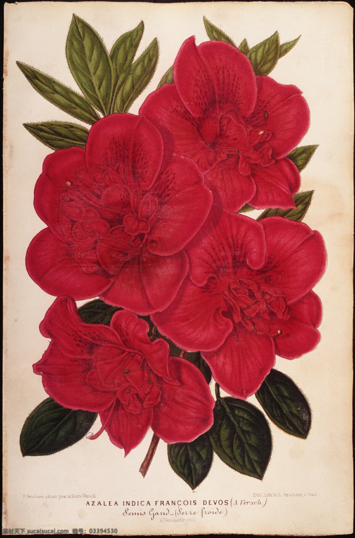 钢笔画 红花 钢笔素描 钢笔水彩 水彩画红花 绘画书法 文化艺术