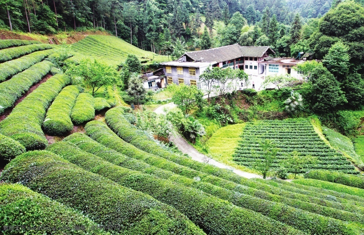 茶园 田园风光 世外桃源 摄影图片 茶叶 茶山 采茶 种茶 茶树 大自然风景 绿色原野 高清 郊外 自然景观