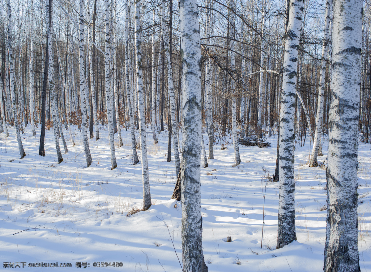 白桦林 冬季 白雪 树木 森林 鄂伦春 嘎仙沟 木材 冬天的森林 自然景观 自然风景