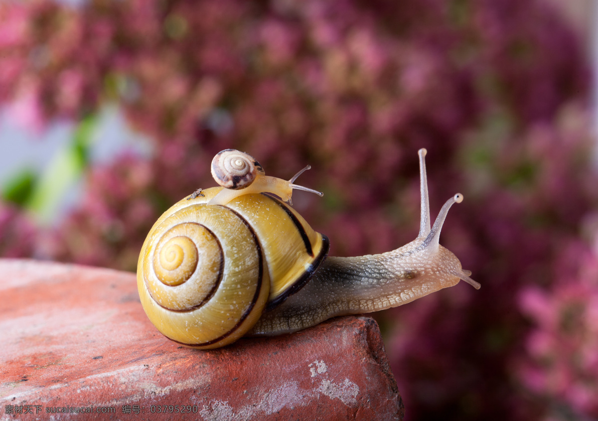 蜗牛 小蜗牛 动物昆虫 动物摄影 其他类别 生活百科
