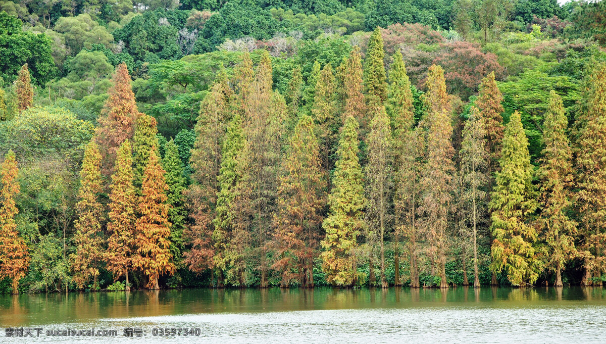 水松林 水松 树林 秋天 湖面 树木树叶 生物世界