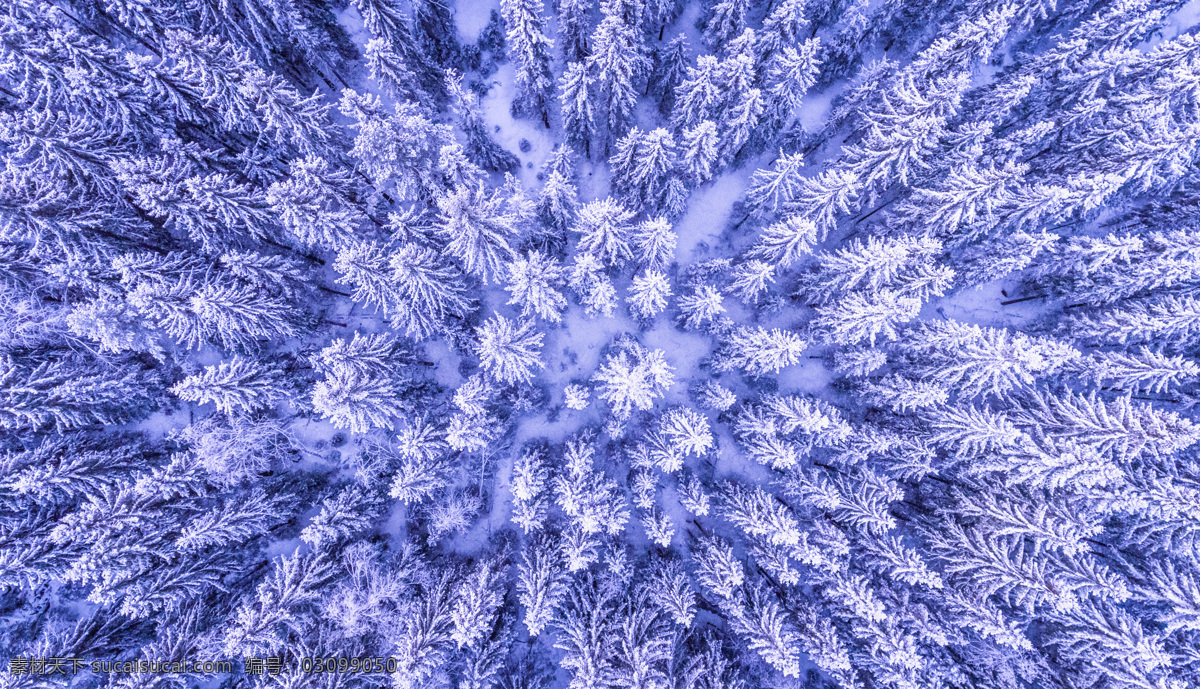 雪地俯视树林 树林 雪地 俯视 积雪 雾淞 森林 自然景观 自然风景