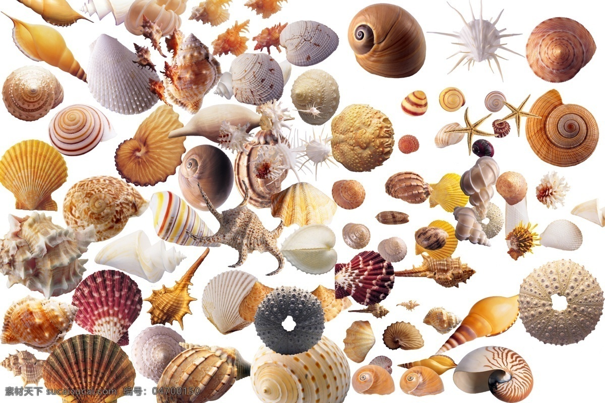 高清贝壳素材 高清 贝壳 贝壳素材 分层 贝壳写真 海螺 沙滩贝壳 海洋贝壳 漂亮贝壳 沙滩上的贝壳 海滩贝壳