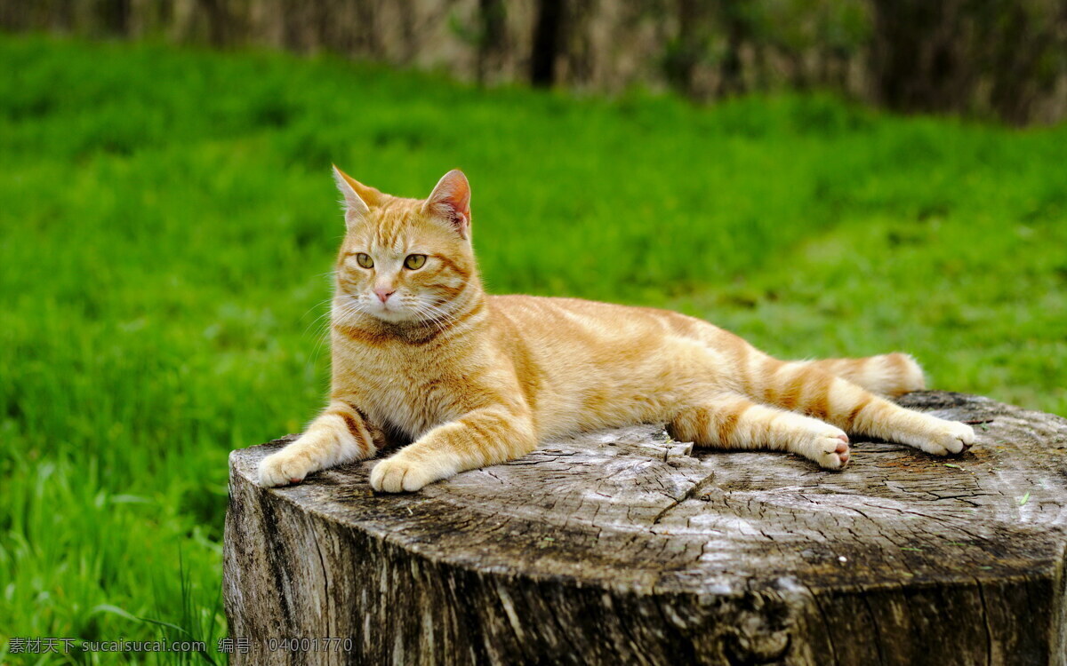 小猫 花猫 猫咪 动物 生物 生物世界 家畜家禽 家禽家畜